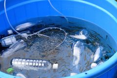 丹精込めて育てられた放流前の稚魚（２７日午前１０時１０分ごろ）