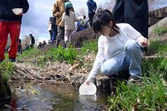 稚魚に傷が付かないよう、慎重に放流する参加者（２７日午前１０時２５分ごろ）