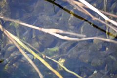 放流された稚魚（２７日午前１０時２０分ごろ）