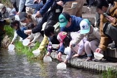 稚魚に傷が付かないよう、慎重に放流する親子連れら（２７日午前１０時１５分ごろ）