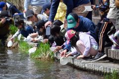 稚魚に傷が付かないよう、慎重に放流する親子連れら（２７日午前１０時１５分ごろ）