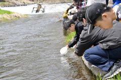 稚魚を放流する子どもたち（２７日午前１０時２０分ごろ）