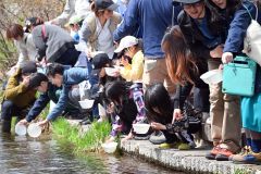 稚魚に傷が付かないよう、慎重に放流する親子連れら（２７日午前１０時１５分ごろ）