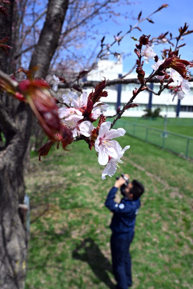 帯広でサクラ開花　平年より４日早く