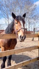 「トラシゲ」天国へ　おびひろ動物園で飼育の元ばんえい十勝競走馬