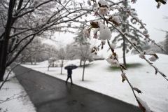 まもなく満開を迎えるサクラに降り積もった雪（２９日午前８時半ごろ、帯広市の緑ケ丘公園で。須貝拓也撮影）