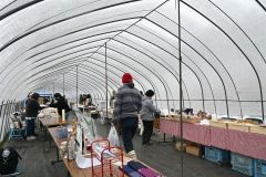 野菜苗や花苗を直売 帯広ケア・センター 雨天決行 5