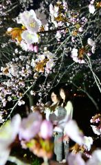 夜桜ライトアップで幻想的に　音更