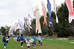 こいのぼり８０匹見上げ園児歓声　池田光寿会本部で