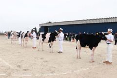 牛の体形や資質などを競った「南十勝ブラックアンドホワイトショウ」
