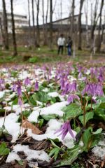 開園した帯広市野草園。地面には雪に覆われた一面のカタクリが来園者の目を楽しませた