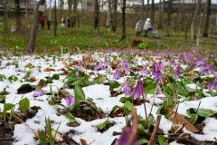 帯広市野草園ではカタクリが来園者の目を楽しませていた（４月３０日午前１０時半ころ）