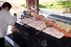 色鮮やかな「花手水」をスマホで撮影する参拝客（１日、須貝拓也撮影）