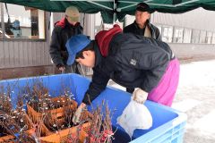 季節外れの雪の中で行われたブドウの苗木の販売会
