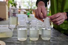池の水に濃縮した植物プランクトンを投入
