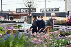 ガーデニングシーズン到来、物価高で今年は野菜苗人気