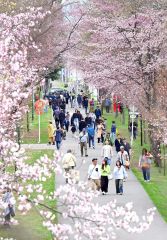 満開のサクラを見に訪れた来園客でにぎわう帯広市の緑ケ丘公園（４日午前１１時２０分ごろ、塩原真撮影）