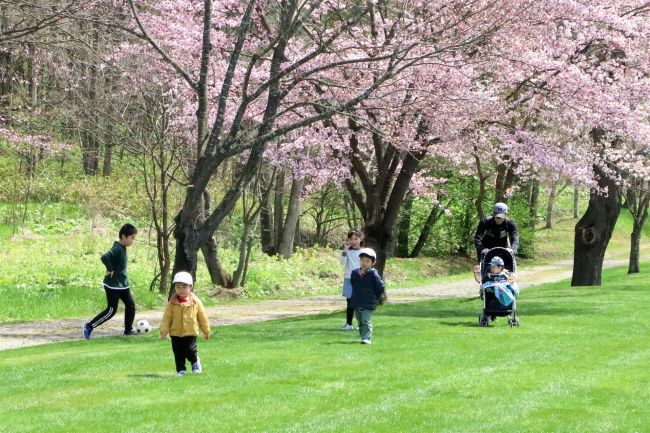 【写真】堤防沿いのサクラが見頃　佐幌川左岸公園　新得