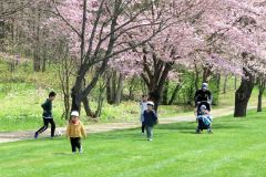 堤防沿いのサクラが見頃　佐幌川左岸公園　新得