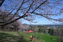 町並みを見下ろす丘の上に咲いたサクラ（６日、清水公園で。須貝拓也撮影）