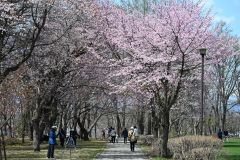 満開の桜を見ながら散策する来場者（６日、芽室公園で。須貝拓也撮影）