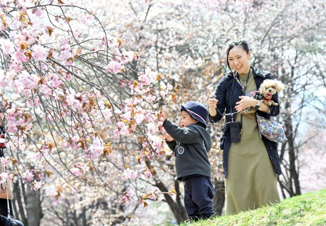 【写真】桜、さくら、サクラ～本紙カメラマンの写真・空撮動画特集２０２５