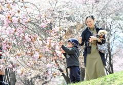桜、さくら、サクラ～本紙カメラマンの写真・空撮動画特集２０２５