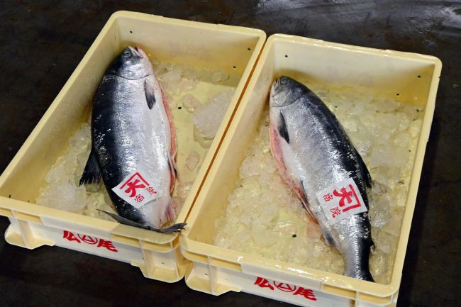 十勝港で貴重な春の味覚「トキシラズ」、初水揚げは２匹
