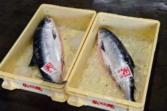 十勝港で貴重な春の味覚「トキシラズ」、初水揚げは２匹