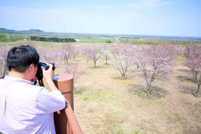 中札内の桜六花公園　ようやく見頃