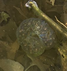 今回の調査で見つかったキタサンショウウオの卵のう。青く輝いている