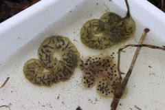 キタサンショウウオの卵のう