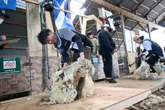 羊の毛刈り技術を競う大会。手前がジュニアクラスで優勝した宮野さん