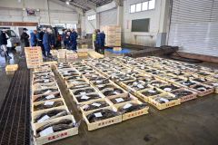 春の定置網漁で水揚げされる魚類が集まる市場内