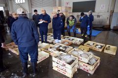 春の定置網漁で水揚げされる魚類が集まる市場内