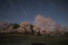 ５月１１日、中札内村の桜六花公園でスタートレイルと桜「月夜に舞う」。ニックネームm.sisi1104さん投稿