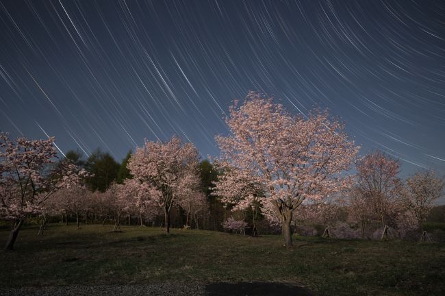 桜、さくら、サクラ～読者投稿の写真特集２０２５