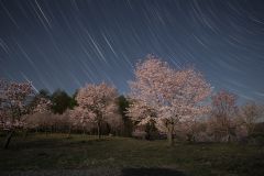 桜、さくら、サクラ～読者投稿の写真特集２０２５