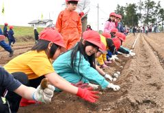 みんなで並んでナガイモの種イモを植える児童（１４日午前１０時１０分ごろ。帯広川西小学校。金野和彦撮影）