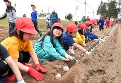みんなで並んでナガイモの種イモを植える児童（１４日午前１０時１０分ごろ。帯広川西小学校。金野和彦撮影）