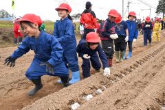 みんなで並んでナガイモの種イモを植える児童（１４日午前１０時ごろ。帯広川西小学校。金野和彦撮影）