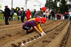 ナガイモの種イモを植える児童たち（金野和彦撮影）