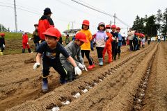 ナガイモの種イモを植える児童たち（金野和彦撮影）