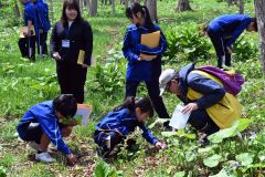 オオバナノエンレイソウの「実生」を探す生徒ら