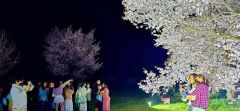ライトに照らされたサクラをスマートフォンで撮影し夜桜を楽しむ来場者