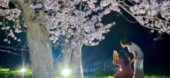 ライトに照らされたサクラをスマートフォンで撮影し夜桜を楽しむ来場者
