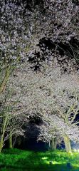 ライトに照らされた上斗満のエゾヤマサクラ