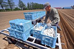 晴天の下行われたナガイモの播種作業（塩原真撮影）