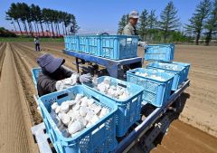 晴天の下行われたナガイモの播種作業（１６日午前９時半ごろ、塩原真撮影）