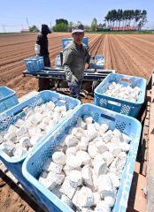 晴天の下行われたナガイモの植え付け作業（１６日午前１０時２０分ごろ、塩原真撮影）
